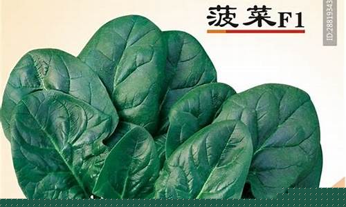 菠菜公司广告(菠菜广告投放)